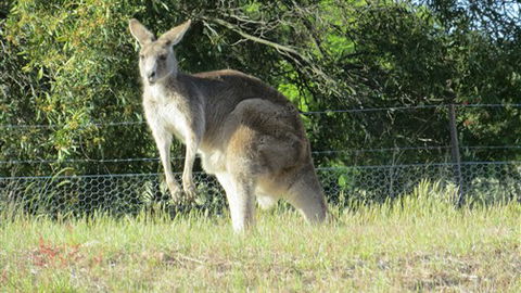 Adelberg - Accommodation Nelson Bay 7