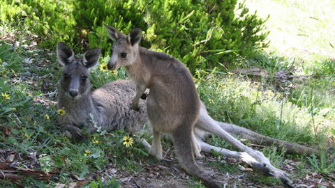The Escarpment - Accommodation Nelson Bay 6