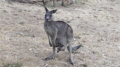 Kookaburra Ridge - Accommodation Nelson Bay 5