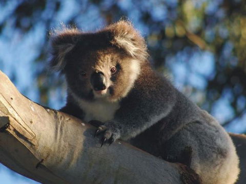 Bimbi Park Camping Under Koalas - Accommodation Nelson Bay 2