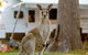 BIG4 Sunshine South West Rocks Holiday Park - South - thumb 3