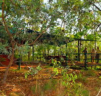 Arnhemland Barramundi Nature Lodge - Accommodation Nelson Bay