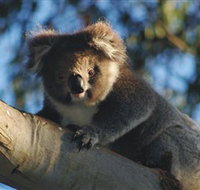 Bimbi Park Camping Under Koalas - Accommodation Nelson Bay
