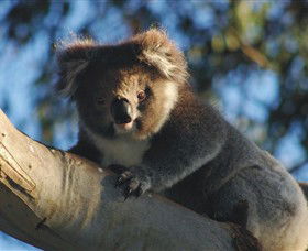 Bimbi Park Camping Under Koalas - Accommodation Nelson Bay 0