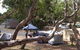 Bimbi Park Camping Under Koalas - thumb 1