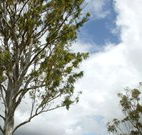 Glen Villa Resort and Tourist Park Casino - Accommodation Nelson Bay