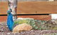 Lake Hume Tourist Park - thumb 1