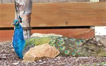 Lake Hume Tourist Park - Nelsons Bay Accommodation 1