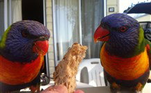 Sapphire Sun Eco Holiday Village - Eden - Accommodation Nelson Bay 2