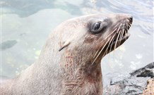 Sapphire Sun Eco Holiday Village - Eden - Accommodation Nelson Bay 4