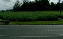 Poinciana Motel - Murwillumbah - Accommodation Nelson Bay 1