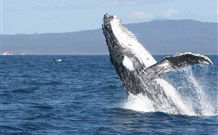 South Seas Motel - Merimbula - Accommodation Nelson Bay 3