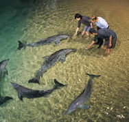 Tangalooma Wild Dolphin Resort - Accommodation Nelson Bay