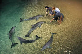 Tangalooma Wild Dolphin Resort - Accommodation Nelson Bay 0
