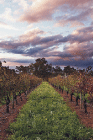 Lamonts Winery Restaurant  Gallery - Accommodation Nelson Bay