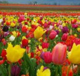 Golfview Lodge - Accommodation Nelson Bay