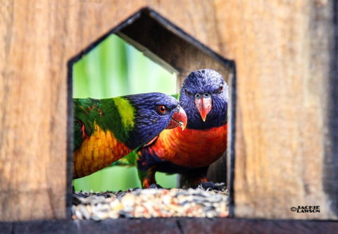 Esk Caravan Park And Rail Trail Motel - Accommodation Nelson Bay 3