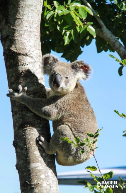 Esk Caravan Park And Rail Trail Motel - Accommodation Nelson Bay 5