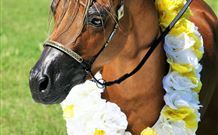 Hunter Valley Macadamia Lodge - Accommodation Nelson Bay 3