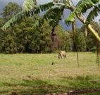 The Watertank Bed and Breakfast - Accommodation Nelson Bay