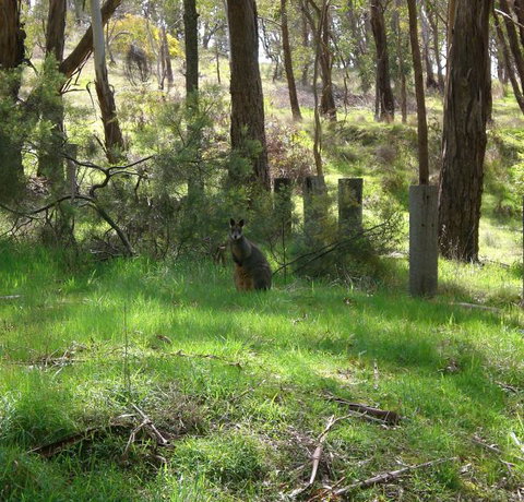 Mount Cole Cottages - Accommodation Nelson Bay 7