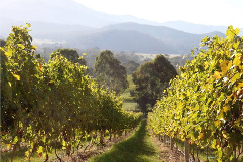 Pizzini's Vineyard Guesthouse - Accommodation Nelson Bay 6