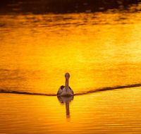 River Shack Rentals - Living the Dream - Accommodation Nelson Bay