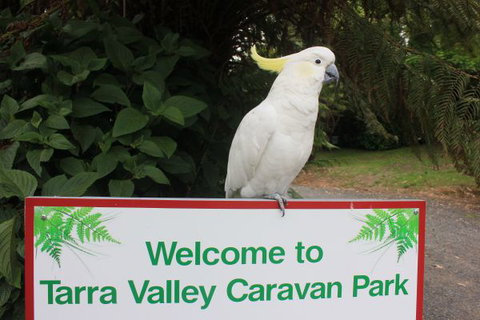Tarra Valley Caravan Park - Accommodation Nelson Bay 3