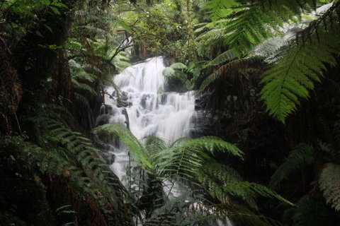 Tarra Valley Caravan Park - Accommodation Nelson Bay 4