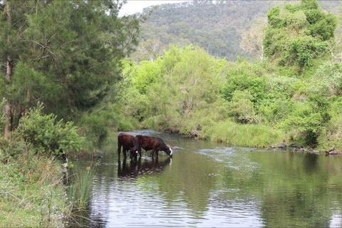 Greenlee Cottages - Accommodation Nelson Bay 1