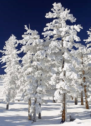 Mt Buller Apartment Management Services - Accommodation Nelson Bay