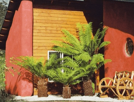 Whispering Spirit Cottage  Miniature Pony Stud - Accommodation Nelson Bay