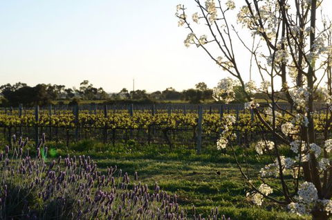 Angas Plains Wines Suites - Accommodation Nelson Bay 7
