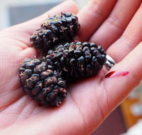 Baileys Lane - Accommodation Nelson Bay