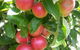 Ballachulish Farm Stay - thumb 5