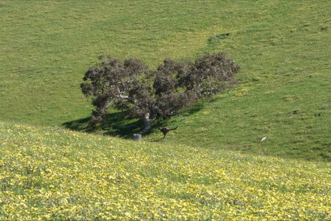 Morella Farm Stay - Accommodation Nelson Bay 9