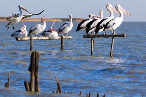 Pelican Perch Retreat - Accommodation Nelson Bay 0
