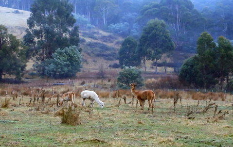 Hamlet Downs Country Accommodation - Nelson Bay Accommodation.com 1
