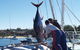 Pigeon House Motor Inn Ulladulla - thumb 7