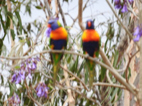 Twilight Grove Farm Bed And Breakfast - Accommodation Nelson Bay 0