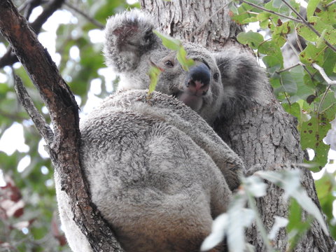 Twilight Grove Farm Bed And Breakfast - Accommodation Nelson Bay 1