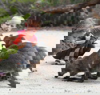 The Patriarch Wildlife Sanctuary Camping Ground - Accommodation Nelson Bay