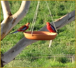 Henlie Park Bed & Breakfast - Accommodation Nelson Bay 3