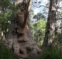 Valley of the Giants Cottage - Accommodation Nelson Bay