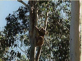 Bush Haven - Accommodation Nelson Bay 1