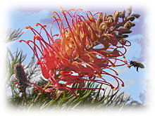 Mimosa Hill Wildflower Farm Cottages - Accommodation Nelson Bay 1