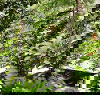 Daintree Ecolodge - Accommodation Nelson Bay