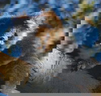 Bimbi Park Camping Under Koalas - Accommodation Nelson Bay