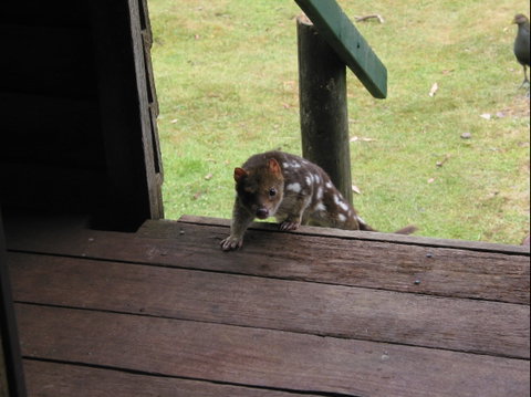 Mountain Valley Wilderness Holidays - Accommodation Nelson Bay 2