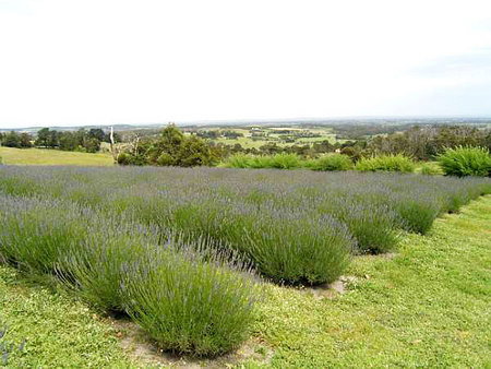 Serendipity Lavender Farm - Accommodation Nelson Bay 1